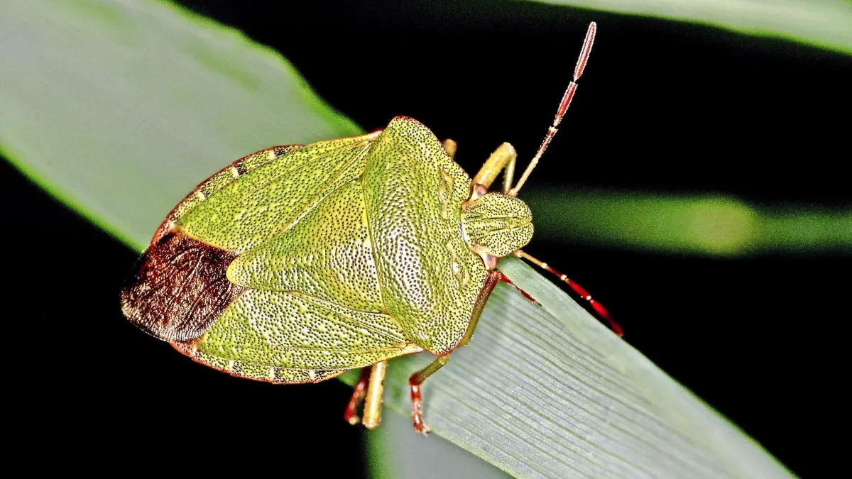 Palomena prasina - Grüne Stinkwanze - Sommerfärbung