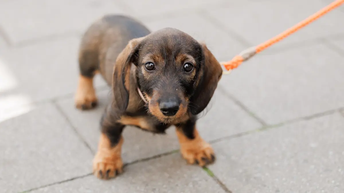 Der Dackel „Emma“ steht auf einem Gehweg. Noch nie haben die Kommunen so viel Geld mit Hunden verdient wie im vergangenen Jahr. Wie das Statistische Bundesamt anlässlich des Welthundetags am 10. Oktober mitteilte, nahmen die öffentlichen Kassen 2022 rund 414 Millionen Euro aus der Hundesteuer ein. (zu dpa: „Des Menschen bester Freund — und der von Kommunen: Hundesteuer steigt»)