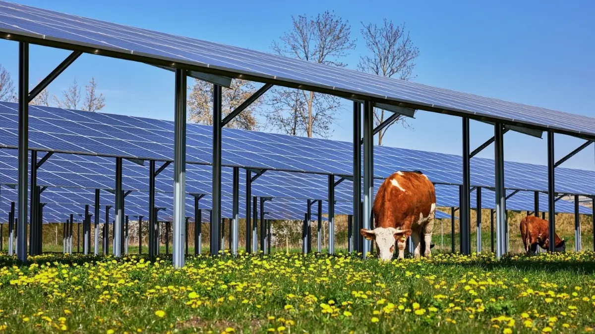 So könnte die große Photovoltaik-Freiflächenanlage bei Altheim aussehen: mit grasenden Kühen unter den Sorarmodulen.⇥