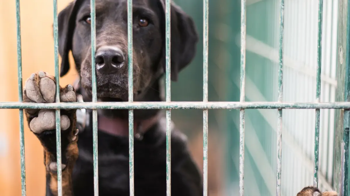 Viele Tierheime in Baden-Württemberg sind überfüllt - so auch in Rastatt.
ARCHIV - 13.08.2019, ---: ILLUSTRATION - Ein Hund steht in seinem Zwinger im Tierheim am Gitter. In einem Gerichtsstreit um die Wegnahme von 139 Hunden und Katzen einer Familie in Oberbayern ist der Versuch einer Einigung gescheitert. Am Verwaltungsgericht München stritten Vertreter der Familie aus dem Landkreis Miesbach und der Regierung von Oberbayern vor allem um die Frage, ob die Halterin mehr als 200 000 Euro unter anderem zur Unterbringung der teils kranken Hunde und Katzen in 16 Tierheimen zahlen muss. (zu dpa «Keine Einigung im Streit um Wegnahme von fast 140 Hunden und Katzen») Foto: Andreas Arnold/dpa +++ dpa-Bildfunk +++