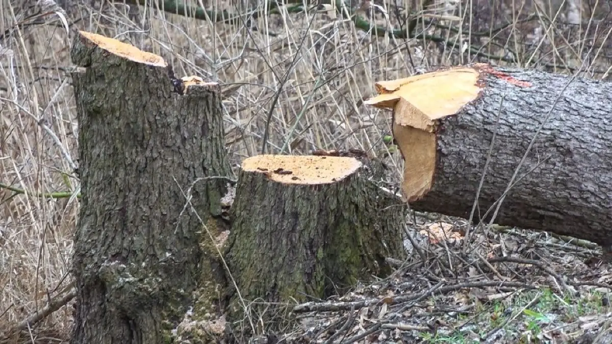 Der Baum stürzte bei Fällarbeiten und traf den Mitarbeiter der Gemeindeverwaltung Leegebruch am Kopf.
Baum erschlägt Mitarbeiter der Gemeindeverwaltung Leegebruch, Foto: Julian Stähle