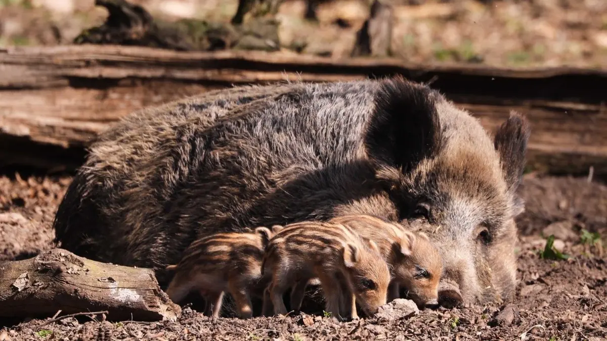 Kein gemütliches Jahr für Wildschweine: Östlich von Oder und Neiße soll es den Tieren jetzt massenhaft an den Kragen gehen.
31.03.2021, Sachsen, Moritzburg: Ein Wildschwein mit Frischlingen liegt auf Waldboden im Wildgehege Moritzburg. Foto: Tino Plunert/dpa-Zentralbild/ZB - Honorarfrei nur für Bezieher des Dienstes ZB-Funkregio Ost +++ ZB-FUNKREGIO OST +++
