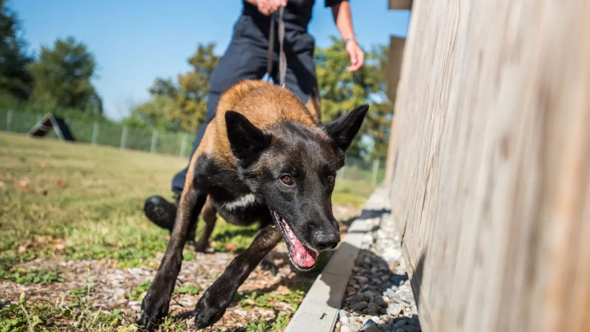 Der 69-Jährige konnte nur mit einem Polizeihund überwältigt werden.
Polizeiserie Polizei-Serie Kompetenzzentrum Hunde Polizeipräsidium Einsatz Bepo Hundestaffel