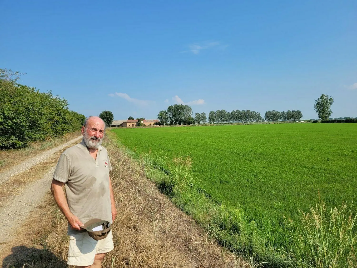 Trotz Wasserknappheit gibt es auch Reisfelder, die grün geblieben sind, weil Carlalberto Marchetti sie zumindest noch sporadisch fluten kann. Auf den anderen Feldern hingegen sind die Reispflanzen komplett verdorrt. Der Landwirt rechnet mit starken Ernteausfällen.
