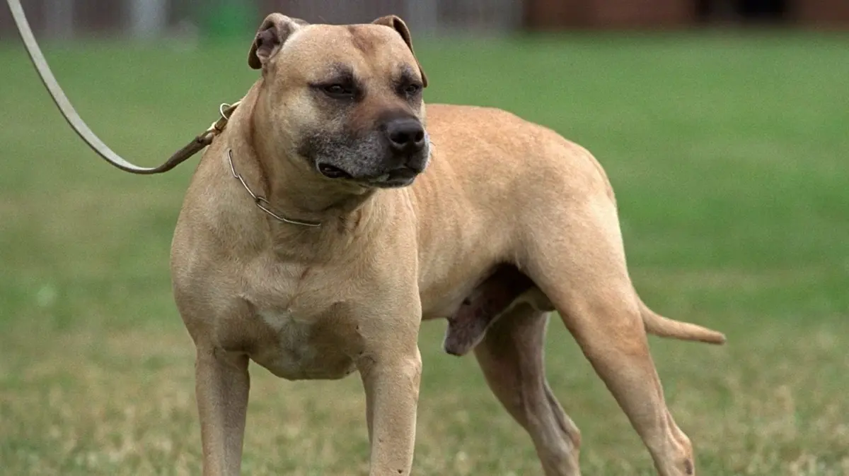 Bei dem Hund soll es sich nach bisherigen Erkenntnissen um einen American Staffordshire Terrier gehandelt haben.
ARCHIV - Der als gefährlicher Kampfhund eingestufte American Staffordshire Terrier, aufgenommen am 04.07.2000 in einer Hundeschule im nordrhein-westfälischen Rhaden. Eine 92 Jahre alte Frau ist am Sonntagabend (23.06.2006) in Groß Rossau (Sachsen-Anhalt) von einem American Staffordshire Terrier angefallen und tödlich verletzt worden. Wie die Polizei mitteilte, ging der Hund auf einem Hofgrundstück auf die Nachbarin seines Besitzers los und biss ihr in Arme und Beine. Die Frau erlag noch am Ort des Angriffs den schweren Verletzungen. Foto: Bernd Thissen dpa/lah (zu dpa 0160 vom 24.06.2006) +++(c) dpa - Bildfunk+++
