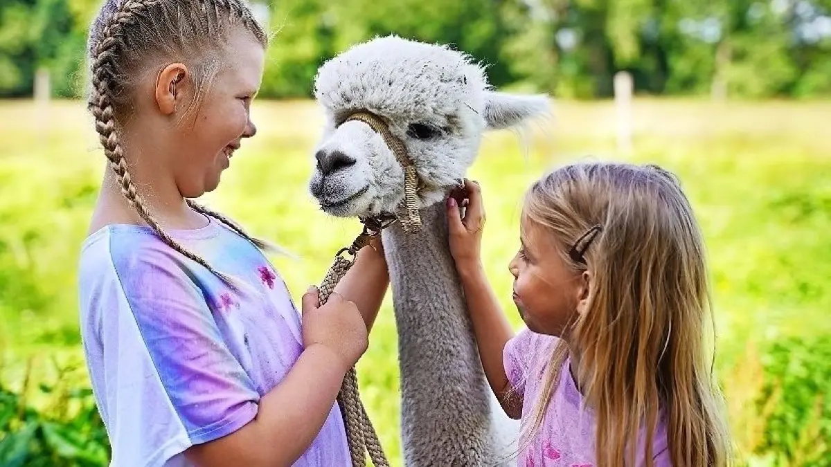 Kinder des WIS-Kindertreffs besuchten die Alpakas in Raddusch ⇥
Kinder des WIS-Kindertreffs besuchten die Alpakas in Raddusch...Foto: WIS ..
