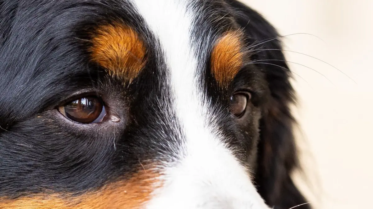 In Müncheberg ist bei einem Angriff auch ein Hund attackiert worden (Symbolbild). Das Motiv des Angreifers ist noch unklar.
16.09.2021, Niedersachsen, Hannover: Corona-Spürhund Cordula (Berner Sennenhund) steht vor einer Pressekonferenz vor dem niedersächsischen Landtag. Im Rahmen einer Machbarkeitsstudie kommen bei einer vierteiligen Konzertreihe in Hannover erstmals ausgebildete Corona-Spürhunde zum Einsatz. Foto: Moritz Frankenberg/dpa +++ dpa-Bildfunk +++