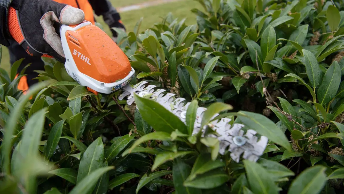 Der Heckenschnitt erfolgt oft zu früh und zu radikal (Symbolfoto).
ARCHIV - 28.04.2020, Baden-Württemberg, Waiblingen: Ein Mitarbeiter des Motorsägenherstellers Stihl schneidet während einer Produktpräsentation eine Hecke. (zu dpa: «Motorsägenhersteller Stihl verzeichnet deutlichen Umsatzsprung») Foto: Marijan Murat/dpa +++ dpa-Bildfunk +++