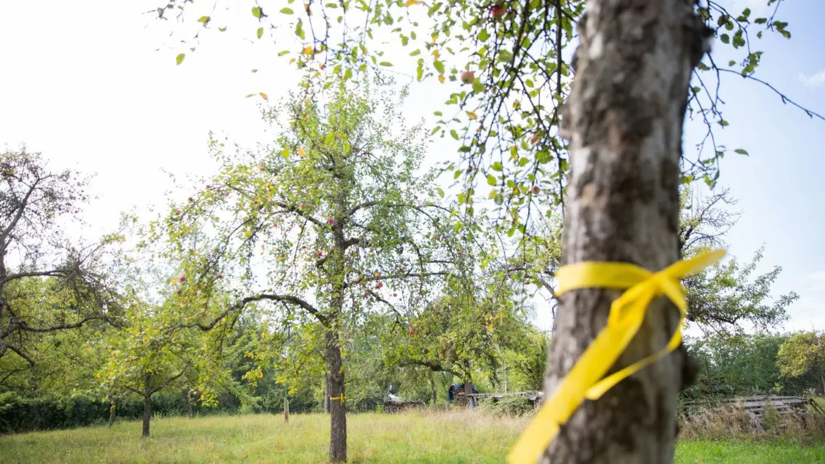 Die Bürgerinitiative „Baumschutz kommunal“ wollte die Gehölzschutzsatzung überarbeiten. Mit dem Vorhaben ist sie nun in der Gemeindevertretung gescheitert.
11.09.2020, Baden-Württemberg, Stetten: Obstbäume stehen mit einem gelben Band um den Stamm gebunden auf einer Streuobstwiese. Das gelbe Band an einem Obstbaum bedeutet: pflücken erlaubt!. Das Landsratamt Esslingen wurde für diese Aktion mit dem Bundespreis ·Zu gut für die Tonne· ausgezeichnet. Denn mit dem gelben Band am Stamm gibt der Besitzer der Bäume die Erlaubnis zum Pflücken des Obstes. Foto: Tom Weller/dpa +++ dpa-Bildfunk +++