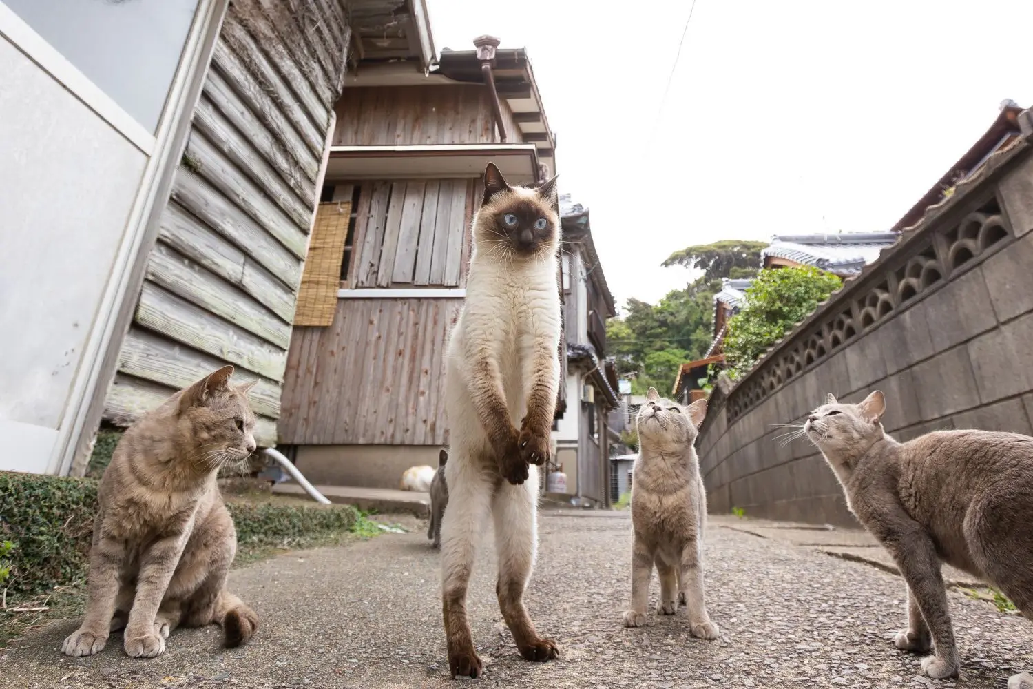 Ein weiteres Foto von Kenichi Morinaga aus Fukuoka, ebenfall als „hochverdient“ ausgezeichnet. Der Titel: „Freistoß im Fußball.“