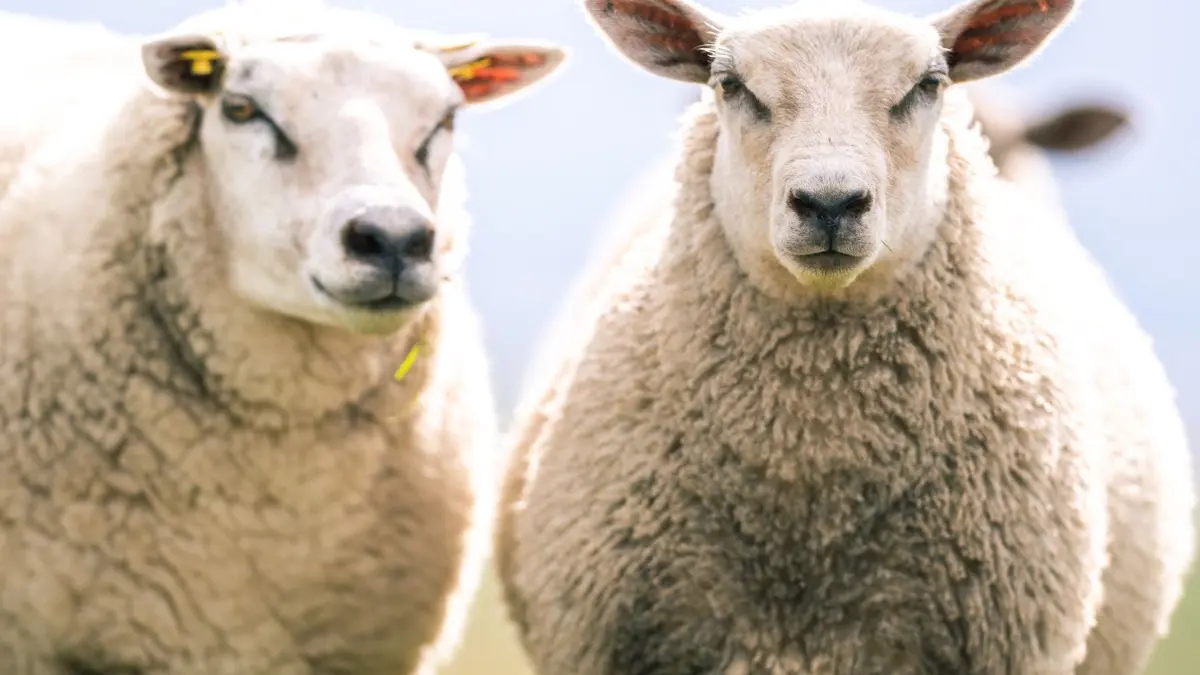 Nach wochenlangem Anstieg ebbt die Q-Fieberwelle offenbar ab.
02.09.2019, Niedersachsen, Tossens: Schafe stehen auf dem Deich. Foto: Mohssen Assanimoghadddam/dpa +++ dpa-Bildfunk +++