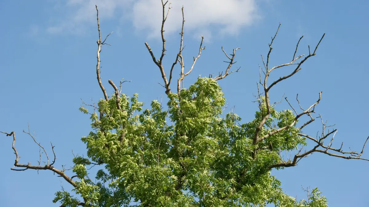 Viele Eschen in Deutschland sind krank, ein Pilz macht den Bäumen zu schaffen. Auch in Neu-Ulm müssen nun 46 Eschen gefällt werden.
krank
baum
Deutlich sind abgestorbene Äste an der Krone einer Esche (Fraxinus excelsior) in Frankfurt (Oder) zu erkennen, aufgenommen am 27.08.2012. Um die Eschen in den märkischen Wäldern steht es schlecht. Ein Pilz macht den Bäumen zu schaffen und dezimiert ihren Bestand. Das Landeskompetenzzentrum Forst Eberswalde registriert immer mehr erkrankte und absterbende Bäume. Foto: Patrick Pleul/dpa (zu lsw Meldung: «Landesforstpräsident: Wir werden die Esche verlieren» vom 10.12.2015) +++(c) dpa - Bildfunk+++
download 23.02.2016 für SWUM