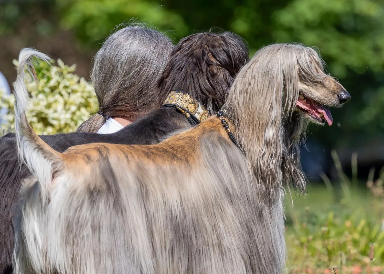 Das Bild „Die drei Grauen“ hat Klaus-Peter Selzer aus Dillingen geschossen. Der Titel: „Karin und ihre zwei Hunde. Sehen sie nicht alle fast gleich aus?“ Das Bild mit den Afghanischen Windhunden gewann in der Kategorie „Haustiere, die ihren Besitzern ähneln“.