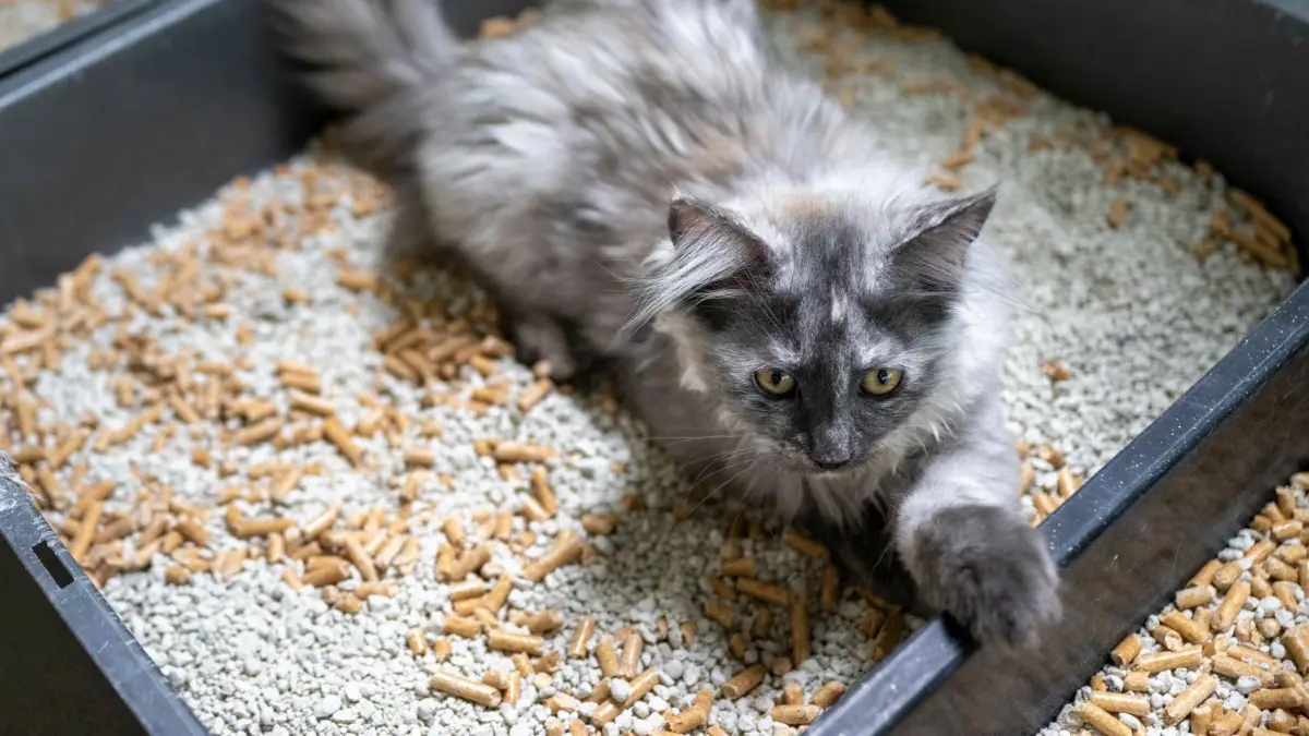 Eine junge Maine Coon liegt in einem Katzenklo (Symbolbild). In Eisenhüttenstadt ist ein Katzenklo laut Polizei in Brand geraten.
ARCHIV - 05.08.2022, Berlin: Illustration - Eine junge Maine Coon liegt in einem Katzenklo. Zwei Frauen sind wegen der Reinigung eines Katzenklos in Heidenheim offenbar so sehr in Streit geraten, dass eine die Polizei gerufen hat. (zu dpa: «Streit um Katzenklo - Polizei rückt aus») Foto: Monika Skolimowska/dpa +++ dpa-Bildfunk +++
