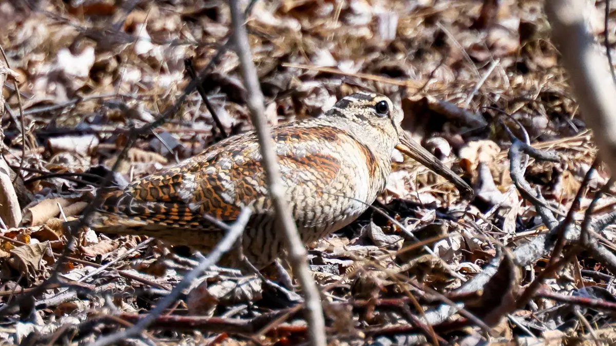 Wild Wild Life: Tierischer Frühling im Leopard Nationalpark im Distrikt Chasanski : RUSSIA, VLADIVOSTOK - APRIL 2, 2024: A woodcock is seen on the ground in the Leopard National Park in Khasansky District in spring. Yuri Smityuk/TASS / action press