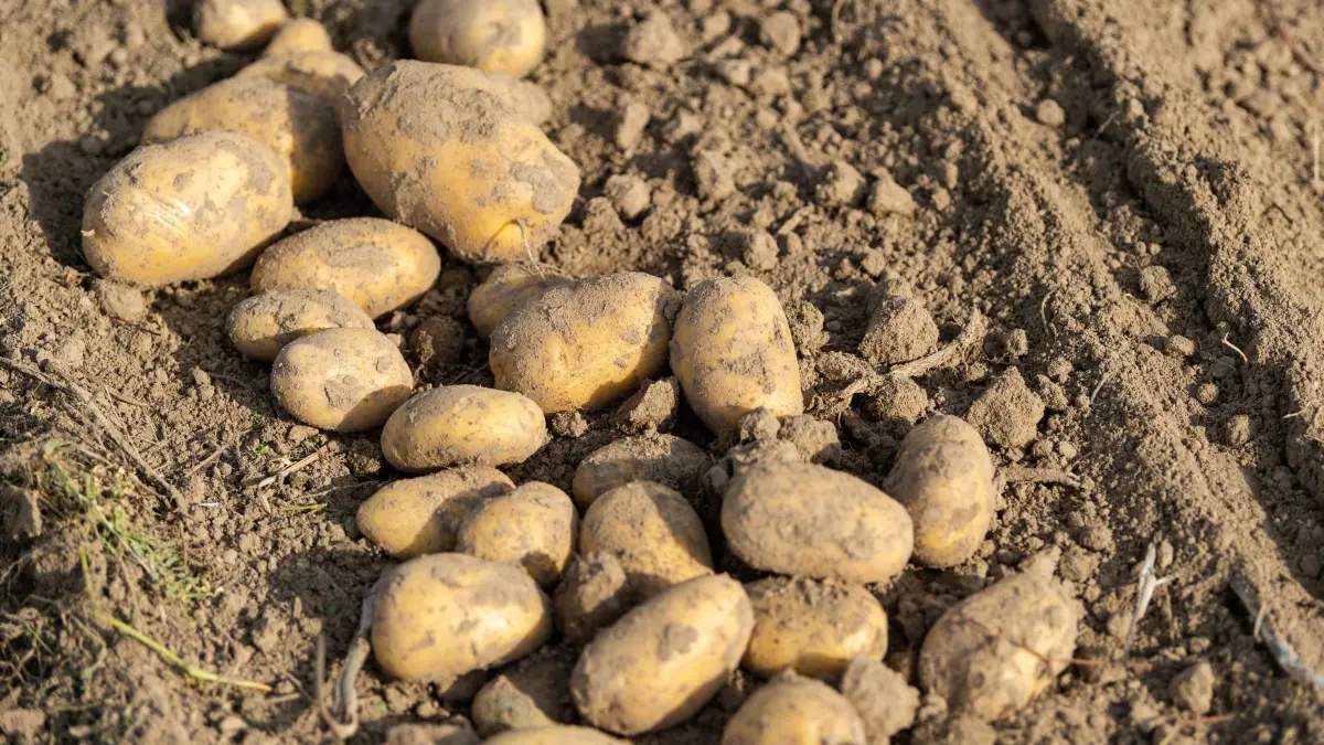 Kartoffelernte läuft auch Hochtouren: ARCHIV - 28.09.2021, Niedersachsen, Oldendorf II: Kartoffeln liegen auf einem Feld, nachdem sie mit einem Schwadleger aus der Erde geholt worden sind. (zu dpa: «Bei Penny und Rewe verkaufte Kartoffeln zurückgerufen») Foto: Philipp Schulze/dpa +++ dpa-Bildfunk +++