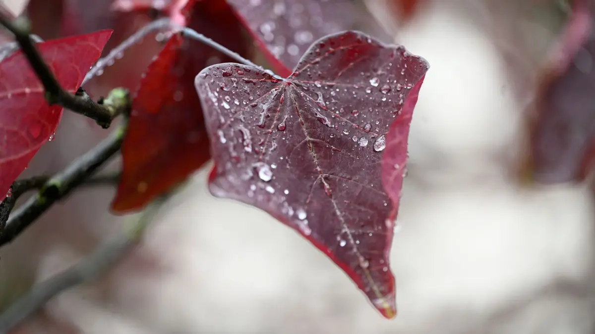Wetter in Nordrhein-Westfalen: 30.06.2024, Nordrhein-Westfalen, Köln: Regentropfen hängen am fast herzförmigen Blatt eines Judasbaumes. Die schweren Gewitter in der Nacht zum Sonntag sind nicht ganz so heftig ausgefallen wie prognostiziert. Foto: Roberto Pfeil/dpa +++ dpa-Bildfunk +++