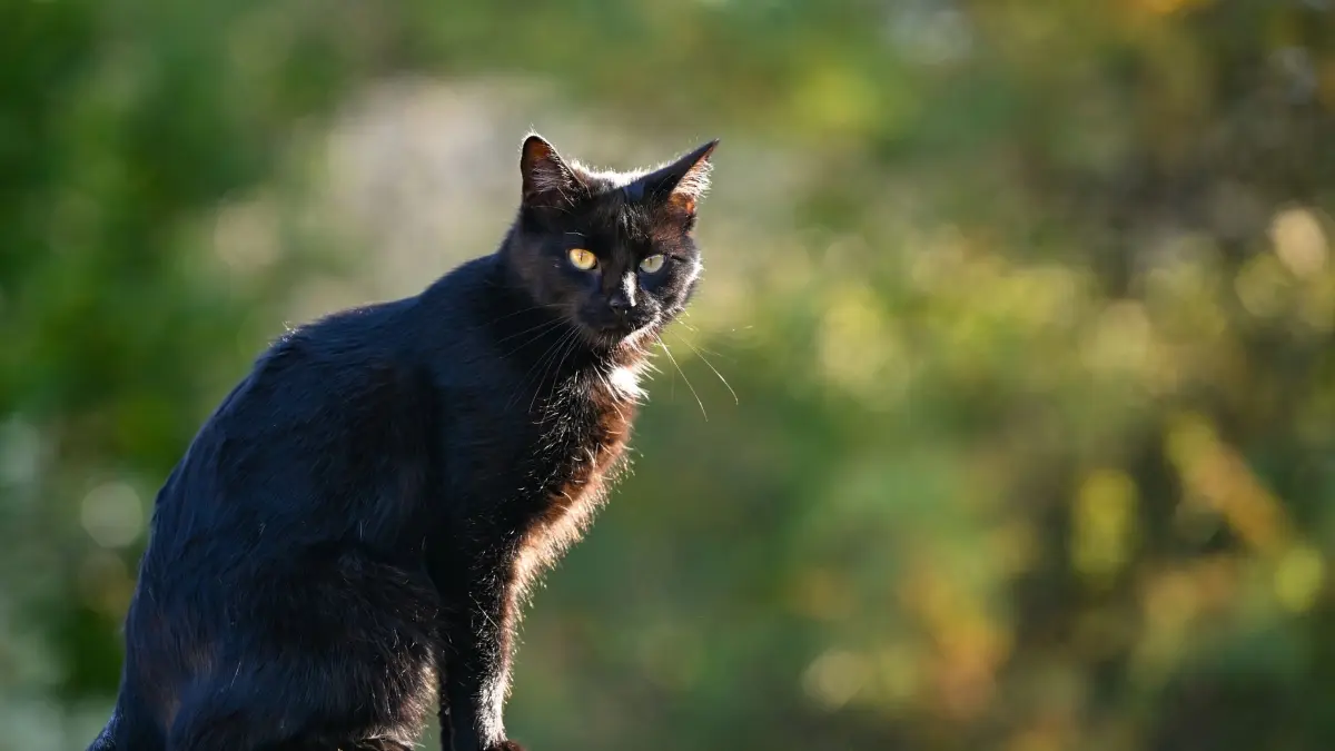 Streunerkatzen: PRODUKTION - 18.10.2023, Brandenburg, Sieversdorf: Eine Katze sitzt auf einem Zaun in einem Dorf. Der Landestierschutzbund Thüringen möchte mit einer Petition erreichen, im entsprechenden Landtagsausschuss für die Einführung einer landesweiten Katzenschutzverordnung zu werben. (zu dpa: «Petition für landesweite Katzenschutzverordnung gestartet») Foto: Patrick Pleul/dpa +++ dpa-Bildfunk +++