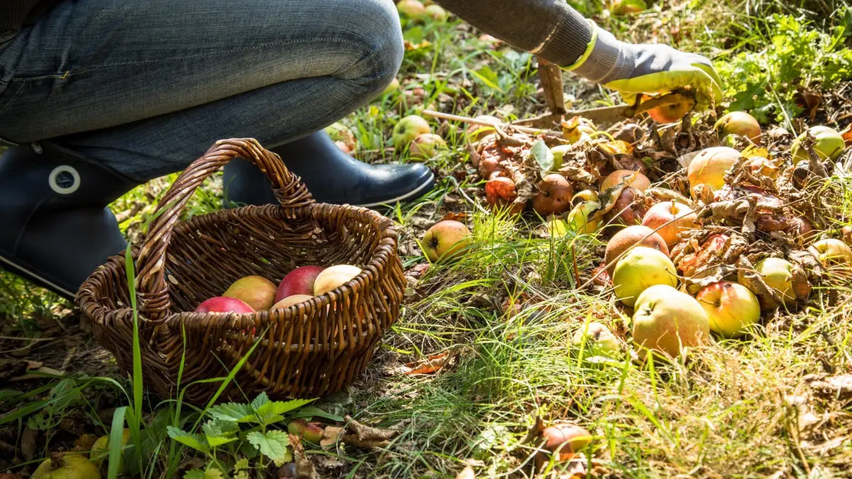 Eine Frau sammelt Fallobst auf: ILLUSTRATION - Besser nicht liegen lassen: Fallobst im Garten sollte man aufsammeln, um Schädlinge und Krankheitsbefall zu vermeiden. (zu dpa: «Im Garten: Warum Sie Fallobst nicht liegen lassen sollten») Foto: Christin Klose/dpa-mag - Honorarfrei nur für Bezieher des Dienstes dpa-Magazin +++ dpa-Magazin +++