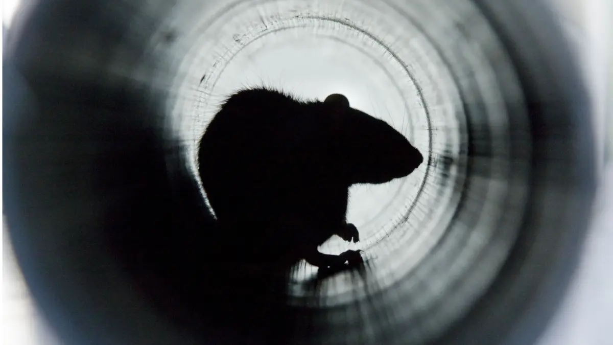 RECORD DATE NOT STATED A closeup shot of a brown rat in a water pipe *** einer closeupe erschossen des einer braune Ratte