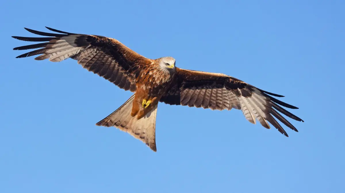 Rotmilan, Rot-Milan, Roter Milan, Gabelweihe, Gabel-Weihe, Koenigsweihe, Koenigs-Weihe Milvus milvus, fliegend vor blauem Himmel, Spanien, Castilla-La Mancha red kite Milvus milvus, in flight, Spain, Castilla-La Mancha BLWS717108 *** Red kite, Red Milan, Red Milan, Forked Harrier, Fork Consecration, Kings consecration, Koenigs Weihe Milvus Milvus , flying before blue Heaven, Spain, Castilla La Mancha Red Kite Milvus Milvus , in flight, Spain, Castilla La Mancha BLWS717108 Copyright: xblickwinkel/M.xWoikex