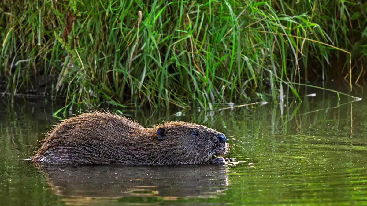 Eurasian beaver / European beaver (Castor fiber) eating water plant along reed bed / reedbed in stream in summer 333443J: Eurasian beaver / European beaver Castor fiber eating water plant along reed bed / reedbed in stream in summer 333443JY