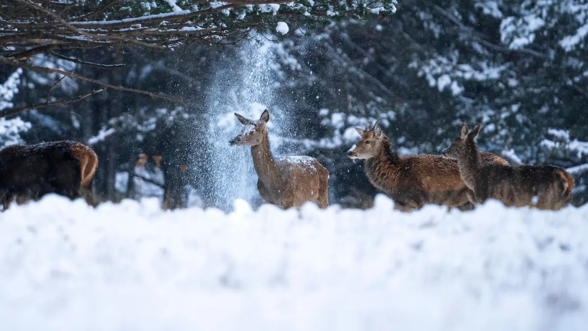 The Comedy Wildlife Photography Awards 2024
Corentin Revel
Nantes
France
Title: Cold shower
Description: This doe had got up on her hind legs to grab some leaves from the tree to eat, but when she got back up on all fours, she suddenly let go of the branch and took a cold shower on the head.
Animal: Hinds and stags
Location of shot: Pyrénées orientales (France)