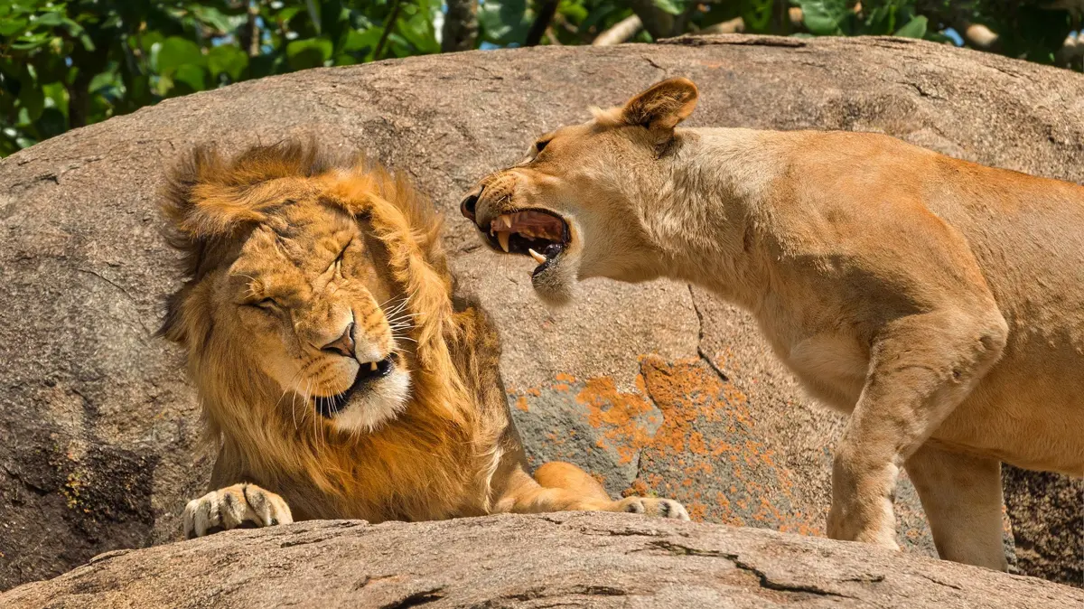 The Comedy Wildlife Photography Awards 2024
SCOTT FRIER
Ocean Shores
United States
Title: Nagging is a Universal Concept
Description: I liked this image as It reminds me of the old TV commercial for Maxell audio cassette tapes called: "Blown Away Guy". On safari in Serengeti National Park in Tanzania we hung around a Kopji of rocks because there were lion cubs being nursed when this action happened. I was just lucky enough to catch it. I have this image printed and hung on a wall of my home, everybody who sees it laughs at it. One of those people mentioned that I should entered it in this contest so here it is.
Animal: Lion & Lioness
Location of shot: Serengeti National Park, Tanzania