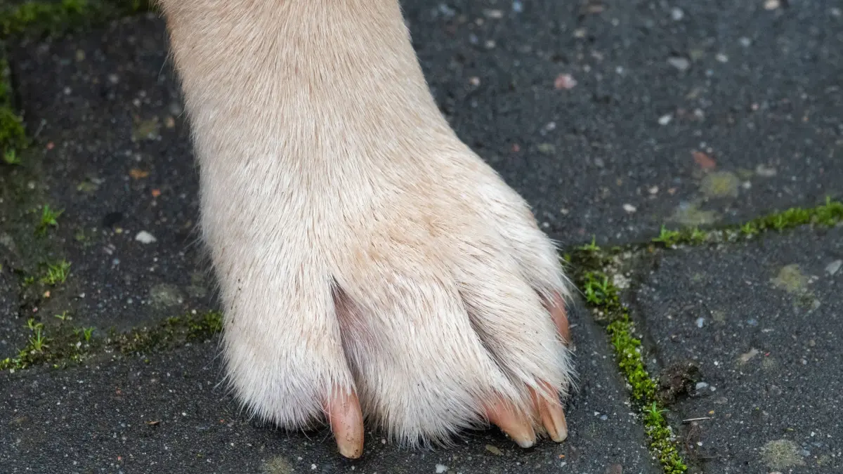 Hundepfote: ARCHIV - 27.01.2022, Niedersachsen, Hannover: Eine Hundepfote ist auf einem Bürgersteig zu sehen. Assistenzhunde sollen von der Hundesteuer befreit werden (Symbolbild). (zu dpa: «Assistenzhunde ab 2025 in Hamburg von Steuer befreit») Foto: Demy Becker/dpa +++ dpa-Bildfunk +++