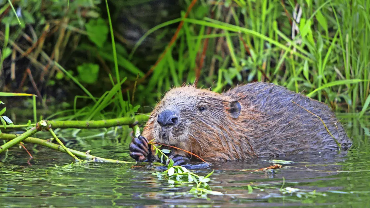 Biber, Europaeischer Biber (Castor fiber), frisst schwimmend frische Weidenzweige, Schweiz, Bodensee Eurasian beaver, European beaver (Castor fiber), feeds fresh willow twigs while swimming, Switzerland, Lake Constance BLWS399093
Beavers Europe Eischen Beavers Castor Fiber eats swimming Freshness Willow branches Switzerland Lake Constance EURASIAN Beaver European Beaver Castor Fiber feeds Fresh Willow twig while Swimming Switzerland Lake Constance