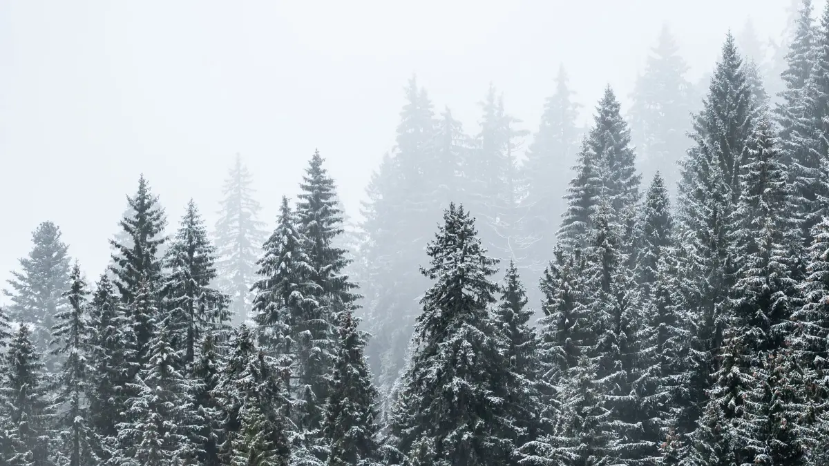 Erster Schnee auf dem Feldberg: ARCHIV - 03.11.2023, Baden-Württemberg, Feldberg: Schnee bedeckte Nadelbäume sind am Feldberg zu sehen. Auf dem Feldberg sind die ersten Schneeflocken in diesem Herbst gefallen. Laut Deutschem Wetterdienst (DWD) sanken die Temperaturen in der Hochlage des Schwarzwaldes auf minus zwei Grad Celsius. Der Schnee werde aber noch nicht liegen bleiben, sagte ein DWD-Meteorologe. Dafür sei der Boden noch nicht kalt genug.
Ein erster Schneefall in Gipfellagen sei für diese Zeit nichts Ungewöhnliches, sagte der Sprecher. (zu dpa: «Schneefall in Baden-Württemberg») Foto: Silas Stein/dpa +++ dpa-Bildfunk +++