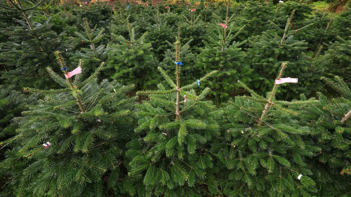 PRODUKTION - 19.10.2024, Bayern, Bronnen: Nordmanntannen stehen auf der Plantage eines Weihnachtsbaumhofes. (Archivfoto) (zu dpa: «Weihnachtsbaum leicht teurer - Nordmanntanne am beliebtesten») Foto: Karl-Josef Hildenbrand/dpa +++ dpa-Bildfunk +++