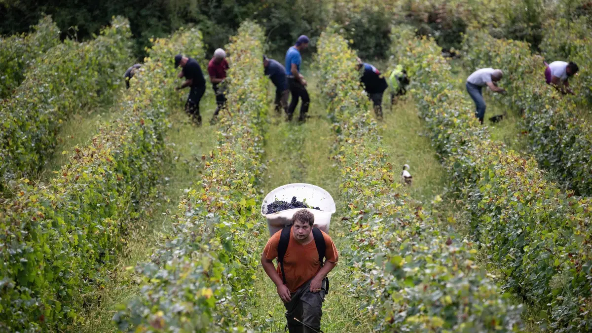 Klimawandel beeinträchtigt Weinproduktion zunehmend: ARCHIV - 10.09.2024, Frankreich, Brery: Arbeiter der Domaine Sermier nehmen auf einem Weinberg an der Ernte von Pinot Noir-Trauben für Cremant (Schaumwein) teil. (zu dpa: «Klimawandel beeinträchtigt Weinproduktion zunehmend») Foto: Sebastien Bozon/AFP/dpa +++ dpa-Bildfunk +++