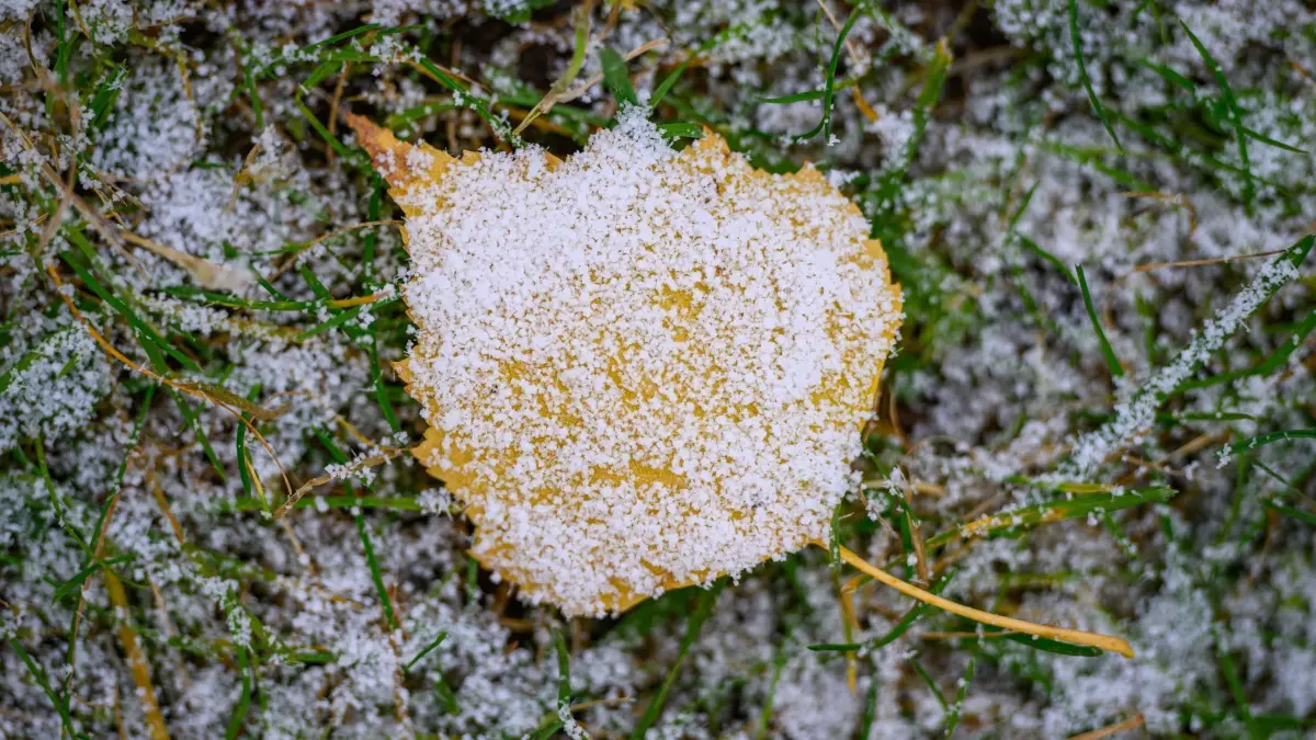 Winterwetter in Brandenburg: ARCHIV - 22.11.2024, Brandenburg, Sieversdorf: Ein Blatt einer Birke liegt mit Schnee bedeckt auf einer Wiese in einem Garten. Grauer Himmel mit Schneeregen, Schnee und Glätte kündigen sich für das Wochenende in Rheinland-Pfalz und im Saarland an. (zu dpa: «Wochenende wird grau und frostig - teils Schnee und Glätte») Foto: Patrick Pleul/dpa +++ dpa-Bildfunk +++