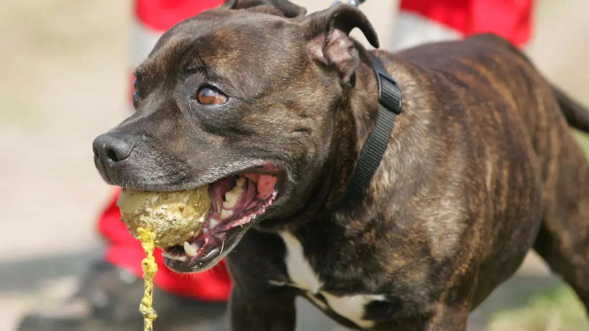 ARCHIV - ILLUISTRATION - Ein Staffordshire-Bullterrier mit einem Ball im Maul, aufgenommen am 01.07.2004 in Wittstock. Foto: Hannibal/dpa (zu dpa/lah: "Hund beißt Mädchen in den Kopf - Verletzt in Klinik" vom 10.02.2013) +++ dpa-Bildfunk +++
