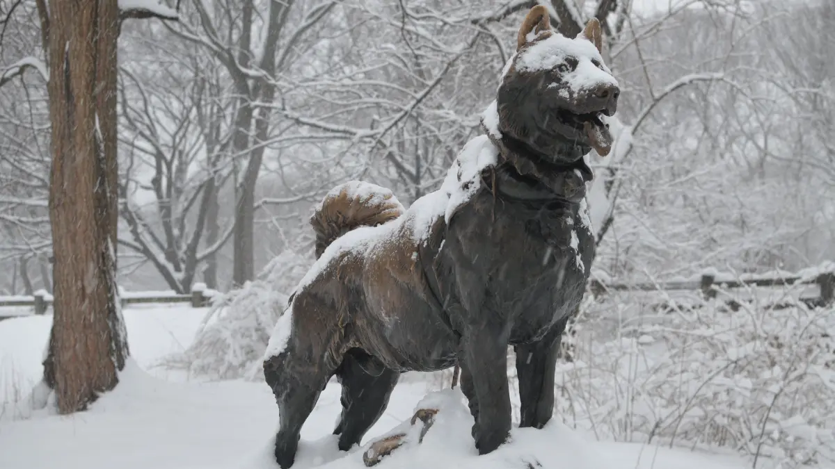 56474359 - Eine Bronzestatue des Hundes Balto steht am 05.03.2015 im Central Park in New York. Die Statue wurde errichtet, nachdem der Hund seinen Schlitten 1925 mit einer Ladung lebensrettenden Serums in den Ort Nome in Alaska geführt hatte. Im Andenken an diesen Lauf wird jedes Jahr in Alaska das Iditarod veranstaltet, das härteste Hundeschlittenrennen der Welt. Das diesjährige Rennen beginnt am 07.03.2015 in Anchorage. Foto: Chris Melzer/dpa (zu dpa:"Härtestes Hundeschlittenrennen der Welt startet in Alaska" vom 06.03.2015) ++ +++ dpa-Bildfunk +++