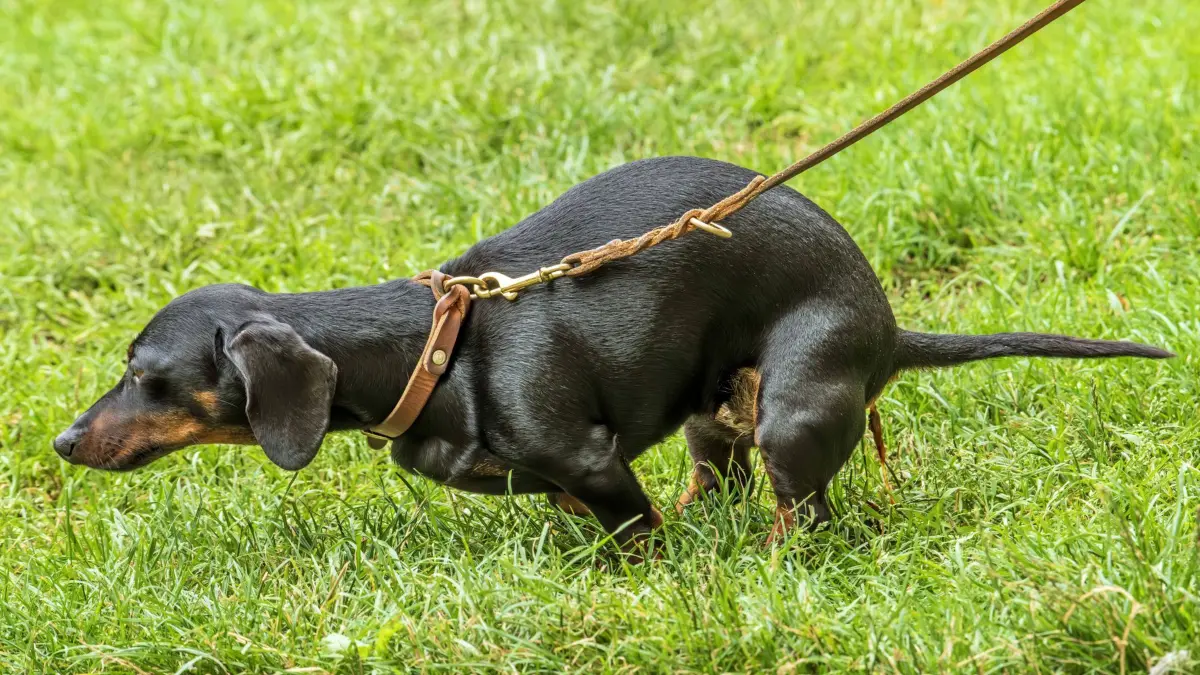 Wiese als Hundeklo, München, Juli 2024 Deutschland, München, Juli 2024, Wiese als Hundeklo, öffentliches Grundstück, ein Dackel macht in die Wiese, Hundekot muß danach vom Hundebesitzer entfernt werden, Innenstadt, Stadt, Bayern, *** Meadow as dog litter box, Munich, July 2024 Germany, Munich, July 2024, Meadow as dog litter box, public property, a dachshund makes into the meadow, dog excrement must be removed afterwards by the dog owner, city center, city, Bavaria,