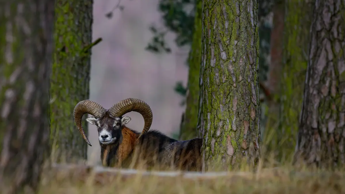 Was sind typische Eigenschaften von Männern und Frauen mit dem Sternzeichen Widder? Stärken, Schwächen, Liebe, Beziehung – Alle Infos zu dem Tierkreiszeichen im Überblick.