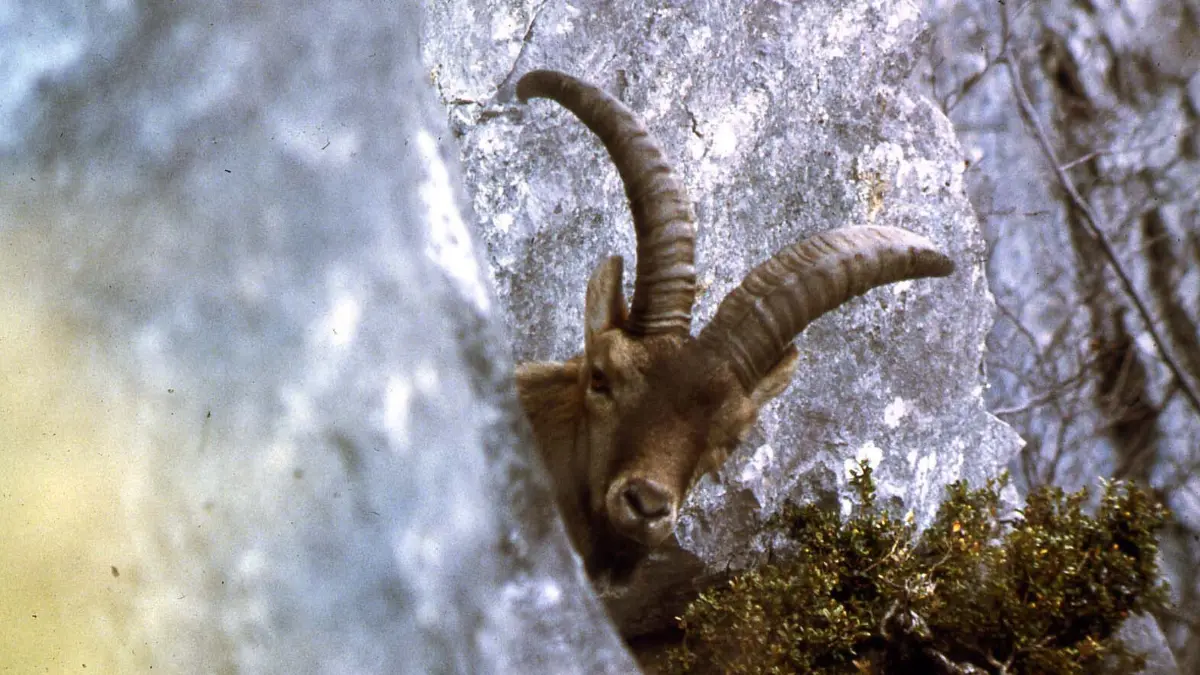 Von wann bis wann ist man Sternzeichen Steinbock? Welche Eigenschaften machen Männer und Frauen mit dem Sternzeichen Steinbock aus? Ein Überblick.