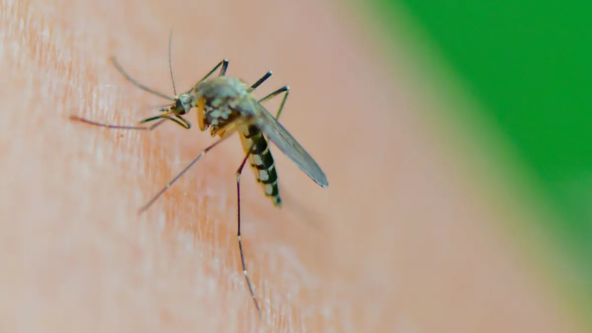 Mücke der Art Aedes vexans saugt Blut am Arm einer Frau: ARCHIV - Damit es gar nicht so weit kommt, nutzen viele im Sommer gern Insektensprays. Was sie taugen, hat die Stiftung Warentest untersucht. (zu dpa: «Warentest: Wie gut helfen Insektensprays und Stichheiler?») Foto: Patrick Pleul/dpa/dpa-tmn - Honorarfrei nur für Bezieher des dpa-Themendienstes +++ dpa-Themendienst +++