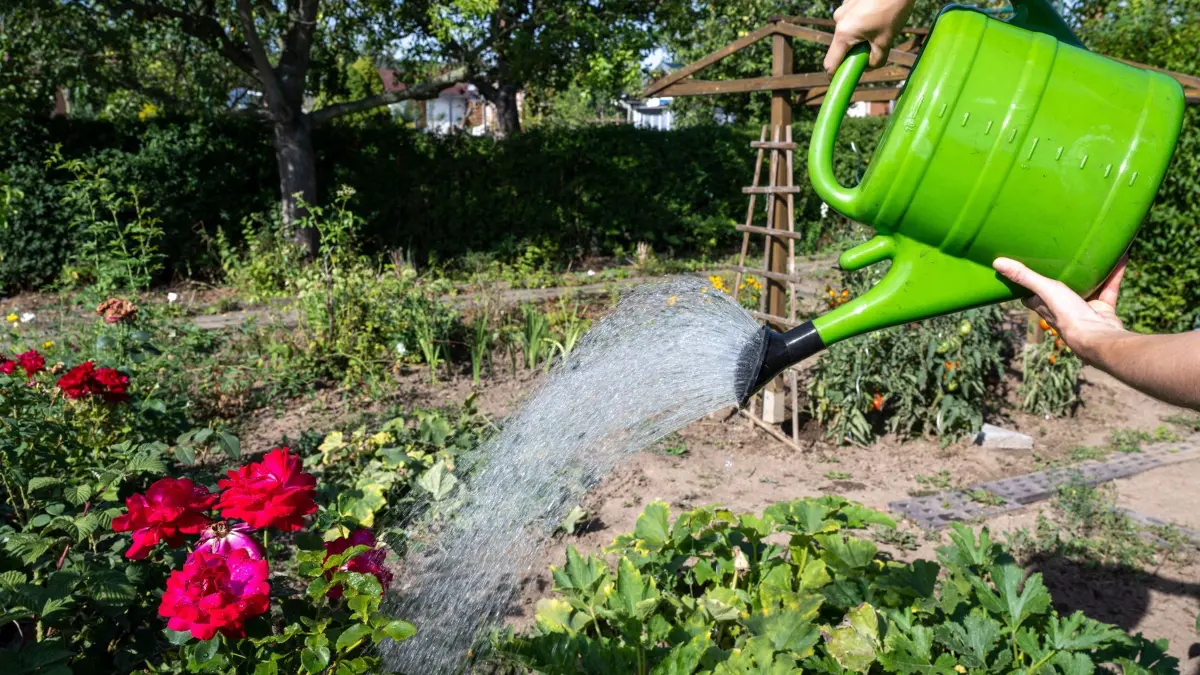 Eine Frau gießt ein Gemüsebeet in einem Kleingarten in Leipzig. Kleingärtner in Mitteldeutschland haben nach der langanhaltenden Trockenheit mit Wassermangel zu kämpfen. Nicht alle haben einen eigenen Brunnen und alleine mit dem in Wasserfässern gesammeltem Oberflächenwasser ist die Bewässerung schwierig. Für offene Gewässer gilt in fast ganz Sachsen beispielsweise ein Wasserentnahmeverbot. Kleingärtner sorgen sich um ihre Pflanzen. (zu dpa Mulchen und richtig gießen: Kleingärtner kämpfen gegen Trockenheit) +++ dpa-Bildfunk +++