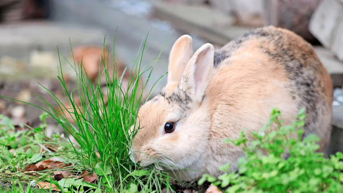 Kaninchen Oryctolagus cuniculus domestica, Hase, Haustier, Gras, Frühling, Garten, Ostern, Ein braunes Hauskaninchen frisst die frischen Halme vom Gras *** Rabbit Oryctolagus cuniculus domestica , Hare, Pet, Grass, Spring, Garden, Easter, a brown Domestic rabbits eats the fresh Halme from Grass Copyright: imageBROKER/AnjaxUhlemeyer-Wrona ibxuhl10273900.jpg RECORD DATE NOT STATED Bitte beachten Sie die gesetzlichen Bestimmungen des deutschen Urheberrechtes hinsichtlich der Namensnennung des Fotografen im direkten Umfeld der Veröffentlichung