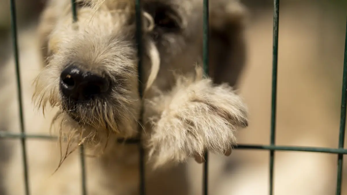 ARCHIV - 25.06.2024, Türkei, Luleburgaz: Ein geretteter streunender Hund blickt aus einer offenen Zelle im Tierheim. (zu dpa: «Hundebesitzer machen Urlaub und lassen Hund zu Hause zurück») Foto: Francisco Seco/AP/dpa +++ dpa-Bildfunk +++