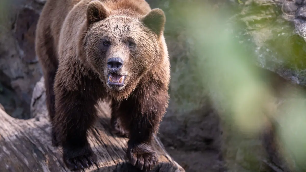 ARCHIV - 30.08.2024, Berlin: Braunbär Lillebror steht in seinem Gehege im Berliner Zoo. (zu dpa: «Braunbär tötet in Russland zwei Menschen») Foto: Monika Skolimowska/dpa +++ dpa-Bildfunk +++