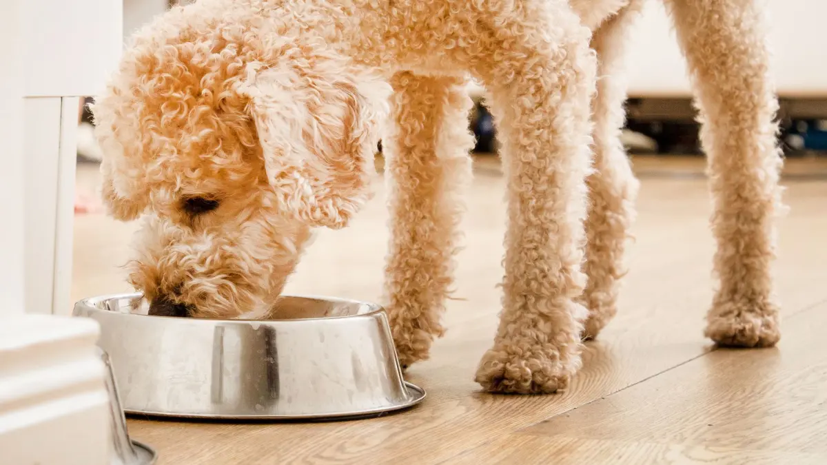 Hund frisst aus einem Napf: ARCHIV - Die Stiftung Warentest hat 24 Trockenfutter für Hunde getestet. (zu dpa: «Gutes Hunde-Trockenfutter muss nicht teuer sein») Foto: Christin Klose/dpa-mag - Honorarfrei nur für Bezieher des Dienstes dpa-Magazin +++ dpa-Magazin +++