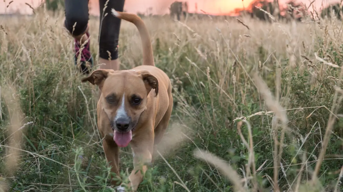Frau geht mit ihrem Hund spazieren: ILLUSTRATION - Vorsicht beim Spaziergang: Kommt ein Tier mit dem Saft des Riesenbärenklau in Berührung, können die Symptome sehr unangenehm und schmerzhaft sein. (zu dpa: «Riesenbärenklau kann für Hund und Katze gefährlich werden») Foto: Robert Günther/dpa-mag - Honorarfrei nur für Bezieher des Dienstes dpa-Magazin +++ dpa-Magazin +++