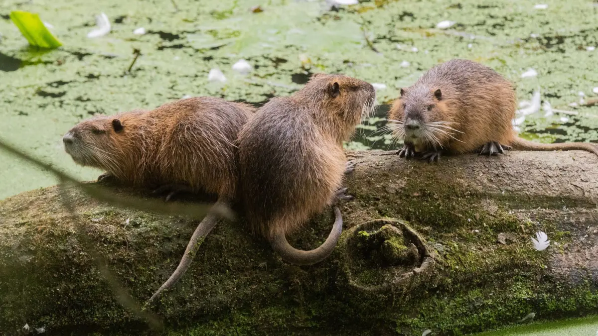 ARCHIV - 20.07.2020, Niedersachsen, Laatzen: Drei Nutrias sitzen im Naturschutzgebiet Alte Leine in der Region Hannover auf einem Baumstamm. Das nicht heimische Nagetier breitet sich in Niedersachsen immer weiter aus. In 58 Prozent aller Jagdbezirke in Niedersachsen wurden 2021 Nutria-Vorkommen gesichtet, teilte der DJV mit. (zu dpa: Nutria breitet sich in Niedersachsen immer weiter aus) Foto: Julian Stratenschulte/dpa +++ dpa-Bildfunk +++