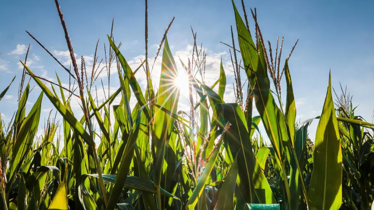 Wetterausblick zum Start in die neue Woche: 24.08.2025, Nordrhein-Westfalen, Oberpleis: Die Sonne scheint durch ein Maisrübenfeld hindurch. Foto: Thomas Banneyer/dpa +++ dpa-Bildfunk +++