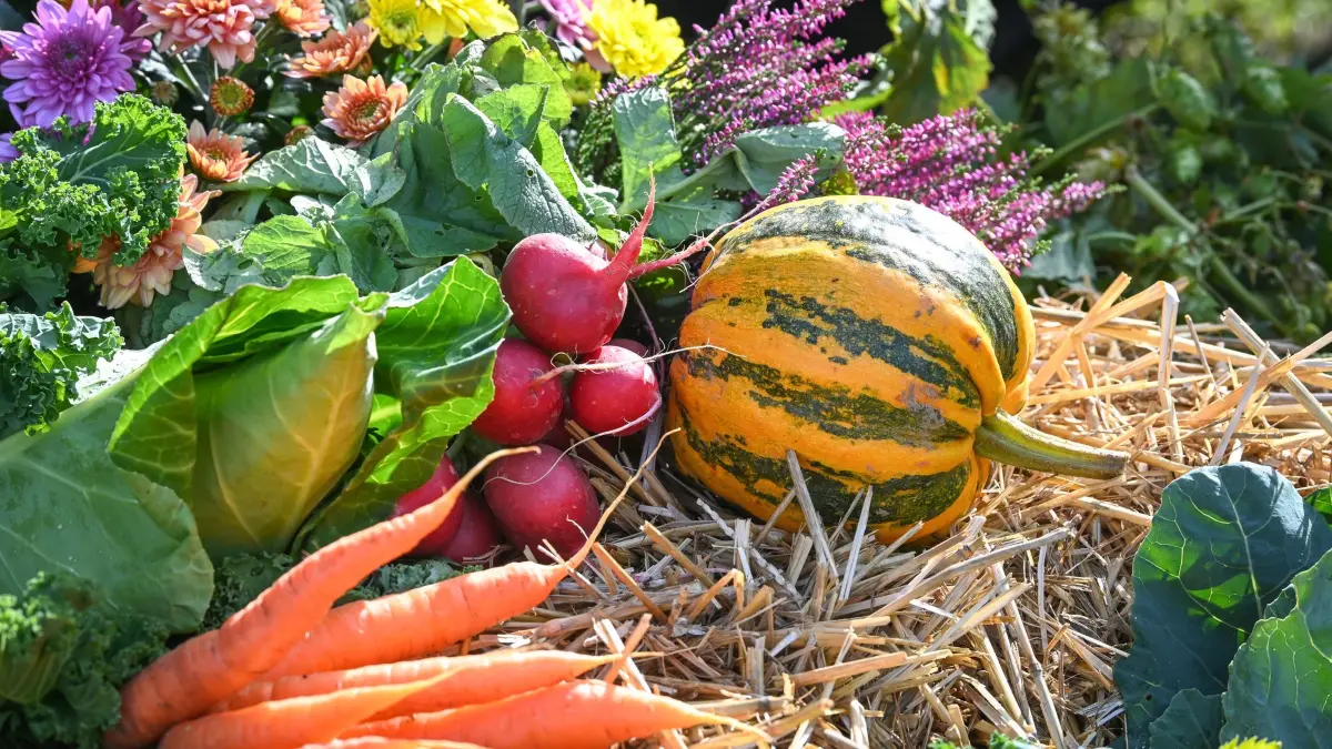 Landeserntedankfest in Thüringen: 05.10.2025, Thüringen, Bad Frankenhausen: Zusammengestellte Erntegaben, welche die Fülle der herbstlichen Ernte zum Ausdruck bringen. Auf dem Schlossplatz findet das Thüringer Landeserntedankfest statt. Foto: Heiko Rebsch/dpa +++ dpa-Bildfunk +++
