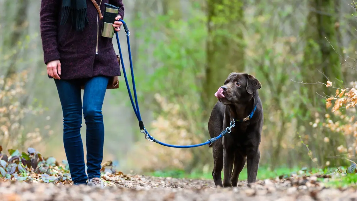 Hundesteuer ist wichtige Einnahmequelle für Kommunen: ARCHIV - 26.03.2019, Niedersachsen, Hannover: Eine Frau geht mit ihrem Hund spazieren. (zu dpa: «Hundesteuer bringt erstmals mehr als 20 Millionen im Norden») Foto: Christophe Gateau/dpa +++ dpa-Bildfunk +++